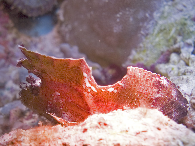 Dogtooth Lair, Leaf Fish